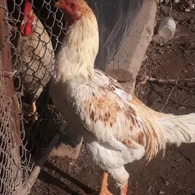 baýsow towuk bilen horaz