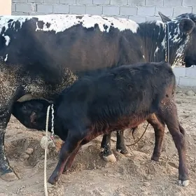 GOLELİ SYGYR TOHUM MAL