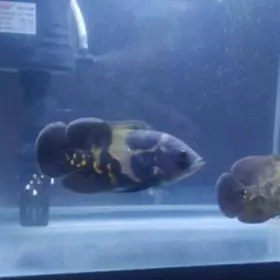 Астронотус