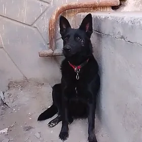 ŷewra peŷyski awçarka