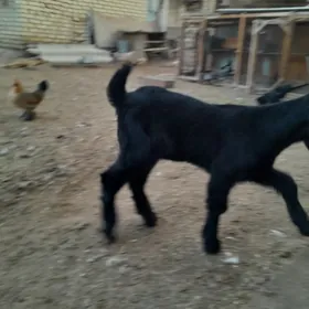 Пакистан овлак