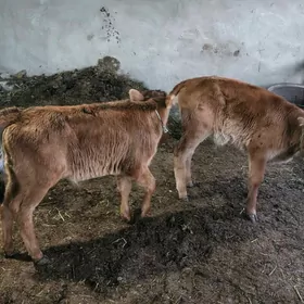 göle gulajyn gulajyn