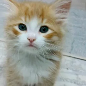 kijijek saryja psihiki yitdi