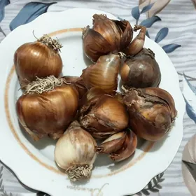 Гипеаструм