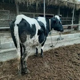 çorny piýostyr ýetik