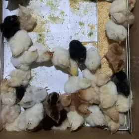 Jüje gyzyl ýumurt berýän towgu