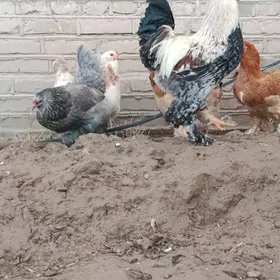 towuk yumurtga brama