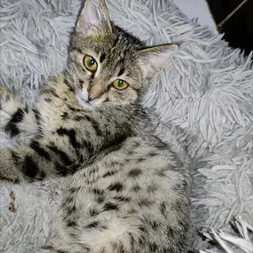 Девочка Тигричка