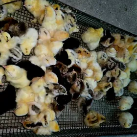 brama balgar towuk juje