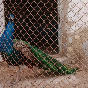 павлин tawuc guş