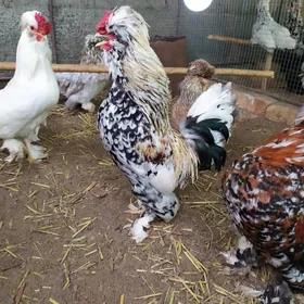 yaponcik troyka karlikler