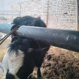 пародну унаджынлар