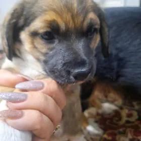 Отдам кутенка в добрые руки