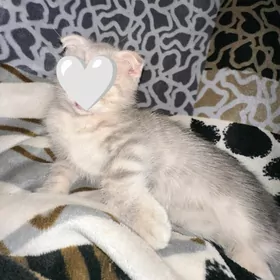 shotlandskie vislouhi