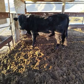 2sanak okuz mesni baha asakda