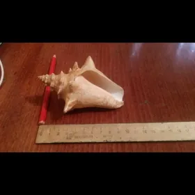 ракушка  с карибского моря