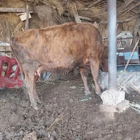 хожекли сыгыр