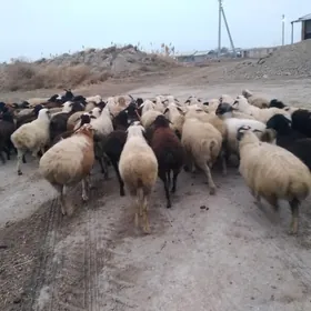 ак гойунлар