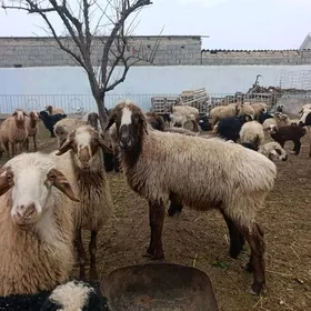 madow guzly goyunlar