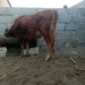 Gacar 1 yasdan gecen