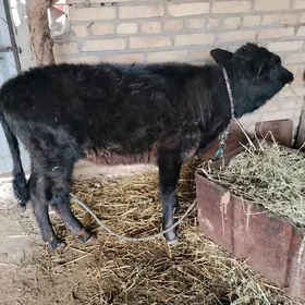 corny pyýostyr unajyn