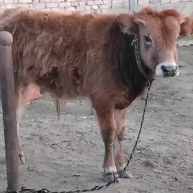 YERLI OĶÜZ ŞWES ARASSA