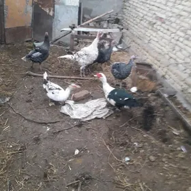 Индук мускус