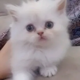Персидский котята