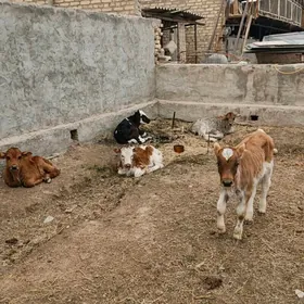 göle oküzce gulajyn