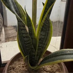 домашние растения