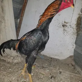 боес хораз жуже