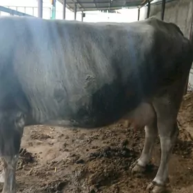 SUYTLI GOLESIZ SYGYR