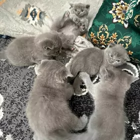 shatlanskiy wislouhi