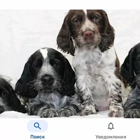 продам щенков спаниеля продам