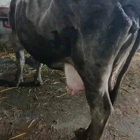 GOLESIZ SUYTLI SYGYR