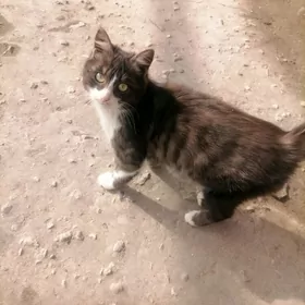 Бездомные котята