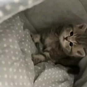 шотландские прямоушки