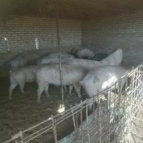 19 sany doñuz satlyk