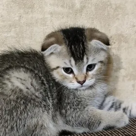 шотландский шиншилла