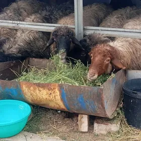 bakylan goyun,guzuly goyun