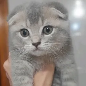 шотландская шиншилла