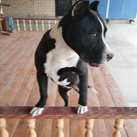 Американский Стафф