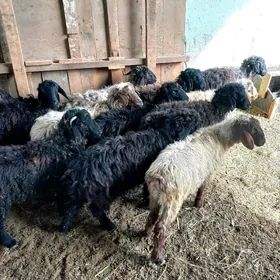 Kisar Garaköl işşekler