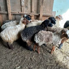 Türkmen Kisar işşekler