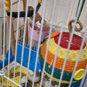 амадинки amadinka