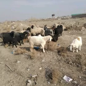 guzuly koyunlar we geçiler