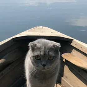 Шотландский вислоухий кот