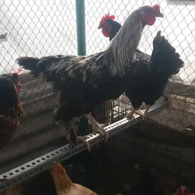 horaz bolgar 2si galdy