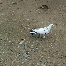 kepderi голуби