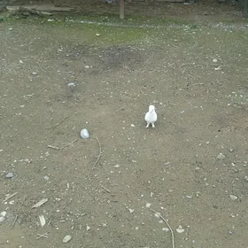 kepderi голуби